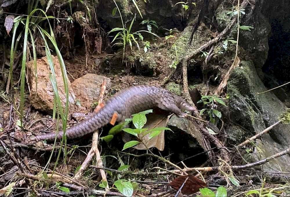 Tê tê được tái thả về với thiên nhiên. (Nguồn: Internet)